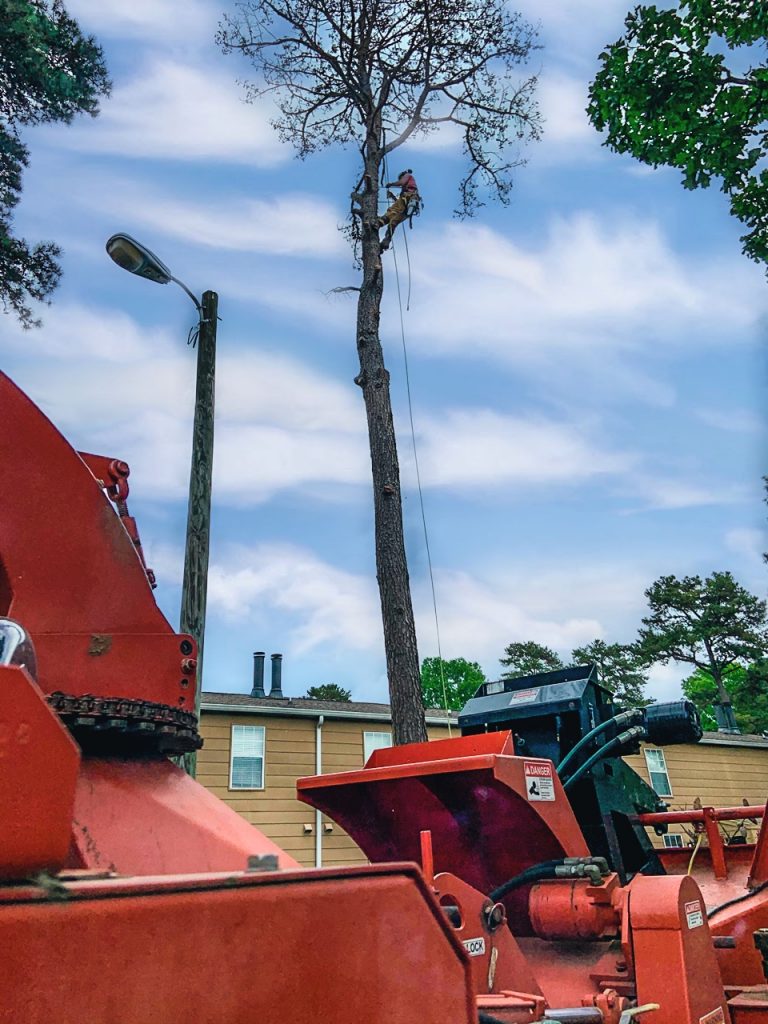Tree Removal Companies Near Me Chattanooga